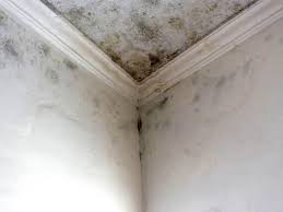 Mold Remediation for Rental Properties in Bloomingburg, OH