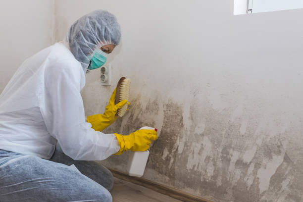 Environmental Consulting for Mold Prevention in Bloomingburg, OH