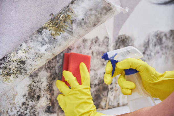 Best Mold Damage Restoration  in Bloomingburg, OH